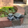 S.T.S.G Figurine, Turtle, Stone, Gardening, Hand Carved, Lucky Charm, Miscellaneous