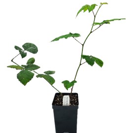 Greenwood Nursery: Live Fruit Plants - Triple Crown Blackberries from Tissue Culture - [Qty: 1x Quart Pot] - (Click for Other Available Plants/Quantities)