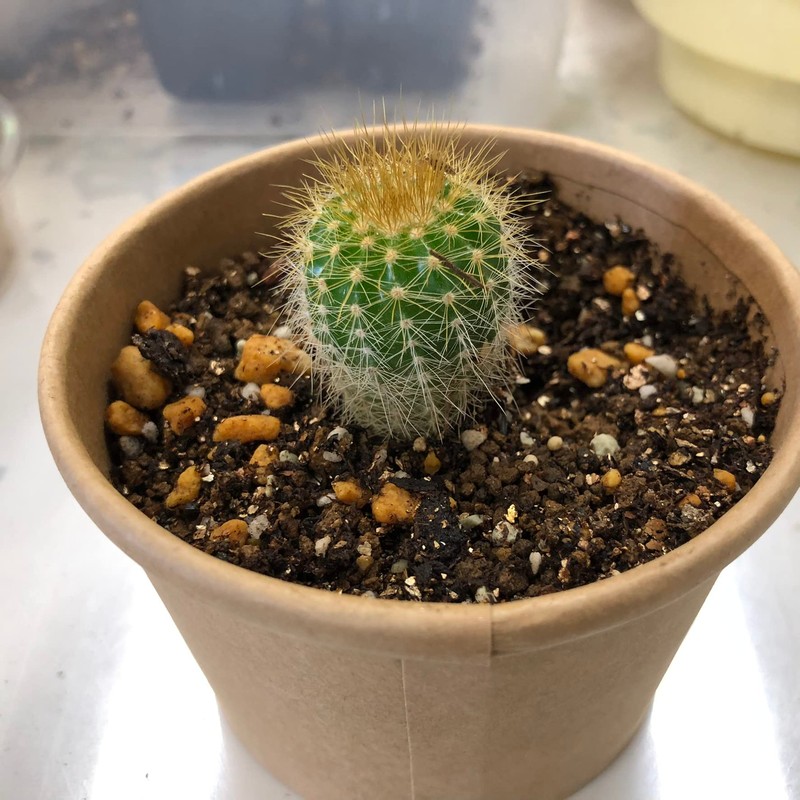 cactus cultivation kit