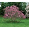 Tree Ann Magnolia Tree/Shrub - 6-12" Tall Live Plant -