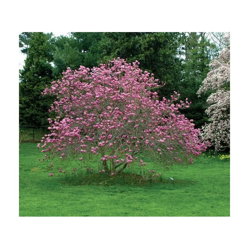 Tree Ann Magnolia Tree/Shrub - 6-12" Tall Live Plant -