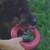 Mutty Dog Chew Ring - Made in USA Dog Toys