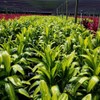 HAWAIIAN GREEN TI LEAF PLANT 2 LOGS ~ GROW HAWAII
