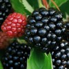 5 Chester Thornless BlackBerry Plants - 5 Large and Well-Rooted