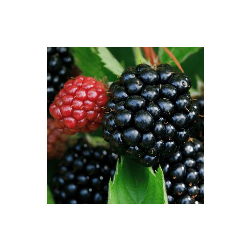 5 Chester Thornless BlackBerry Plants - 5 Large and Well-Rooted