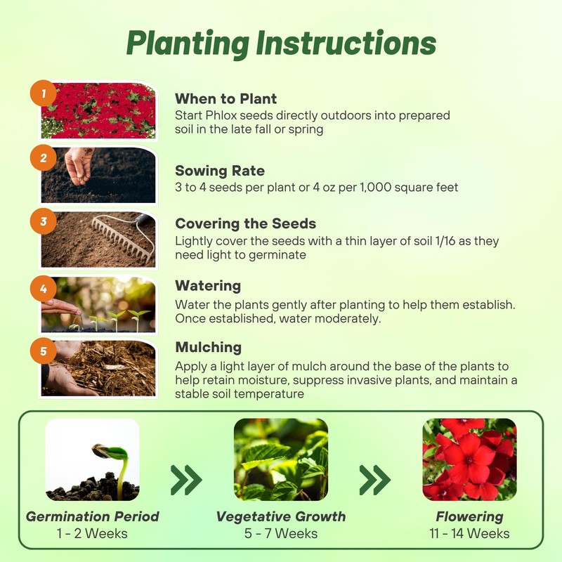 Outsidepride Scarlet Phlox Seeds - 5000 Pcs. Annual, Compact &