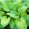 Vulcan Hosta - Shade Plant 24" Tall