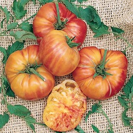 Big Rainbow Tomato Seeds - 300 Mg Packet ~65 Seeds - Non-GMO, Heirloom - Vegetable Garden - Solanum lycopersicum
