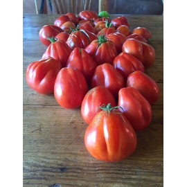 CEMEHA SEEDS - Seeds Red Truffle Tomato Determinate Non GMO Vegetable for Planting