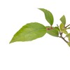 6 Xylosma Congestum, Live Plants – Shiny Xylosma in 2.5”