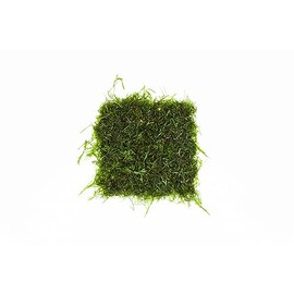 SubstrateSource Live Aquarium Plants on Driftwood, Lava Rock, Moss, Fiber Mat - Freshwater Fish Tanks - Easy, Beginner Friendly (Java Moss on Stainless Steel, (5 Pack))