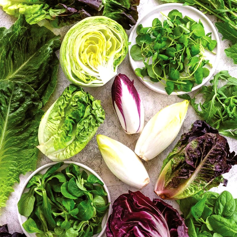 Italian Radicchio and Endive Chicory Mix Seeds for Planting About