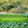YEELOR Triangle Garden Hoe, Carbon Steel Weed Remover Edger Lawn