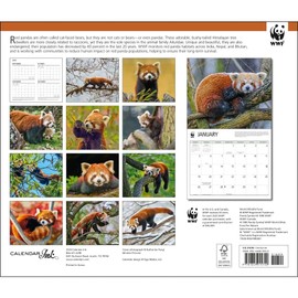Calendar Ink, Red Pandas WWF 2025 Wall Calendar