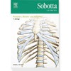 Sobotta Lernkarten Knochen, Bänder und Gelenke: Knochen, Bänder, Gelenke