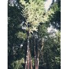 Black Timber Bamboo Nigra Daikokuchiku California Giant Bare Root Plant