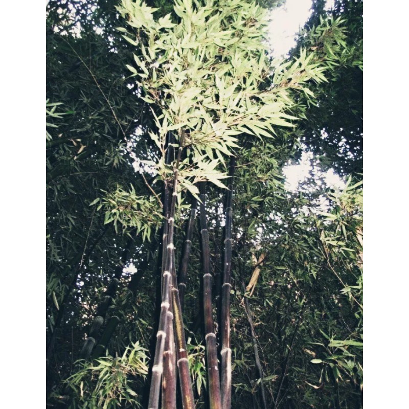 Black Timber Bamboo Nigra Daikokuchiku California Giant Bare Root Plant