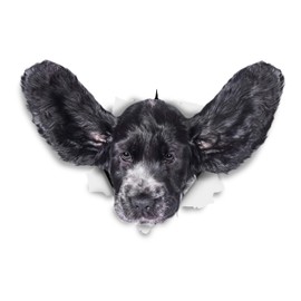 Winston & Bear 3D Dog Stickers - 2 Pack - Funny Cocker Spaniel Flying Ears for Wall, Fridge, Toilet and More - Retail Packaged Cocker Spaniel Stickers