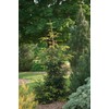 Golden Oriental Spruce 2 - Year Live Plant