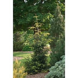 Golden Oriental Spruce 2 - Year Live Plant