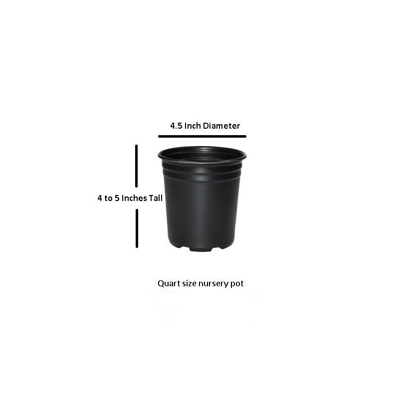 Patriot Variegated Hosta - Live Plant - Quart Pot