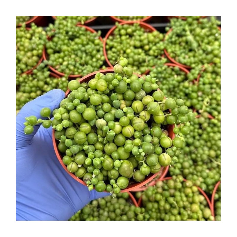 4” string of pearls bedroom sculptures