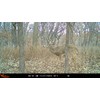 Wildgame Innovations Insite-V 2-Pack Cellular Trail Camera 32 MP, 80ft