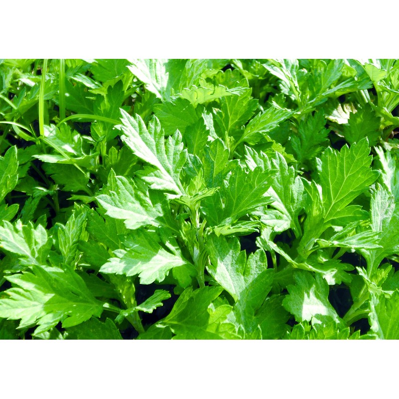 yomogi soap pack of 4