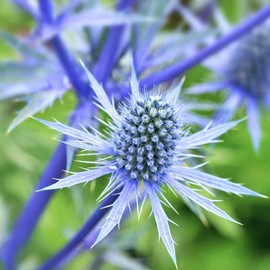 TomorrowSeeds - Sea Holly Seeds - 1500+ Count Packet - Eryngium Blue Thistle Hollies Eryng Eryngo Flat Big Glitter Pollinator Perennial