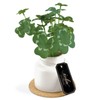 Kishima KH-61247 Artificial House Plants, Fake Green, Artificial Plants, Never