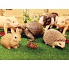 Piggy Bank Pet Bank Indian Star Tortoise 1168 