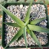 Agave bracteosa Cacti Cactus Succulent Real Live Plant