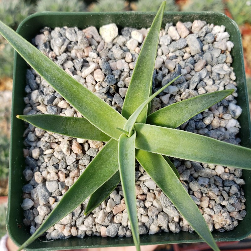 Agave bracteosa Cacti Cactus Succulent Real Live Plant