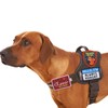 Solsew 12 Pcs Funny Cute Dog Patches for Harness Removable