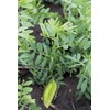 Organic French Green Lentils Whole Raw, High Fiber Non-GMO-Bulk (1LB)