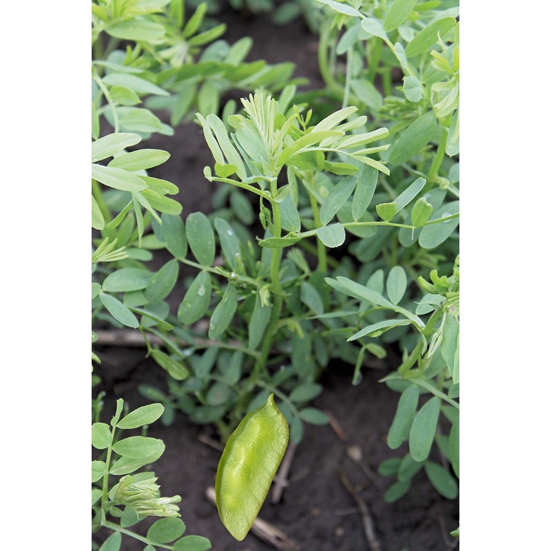 Organic French Green Lentils Whole Raw, High Fiber Non-GMO-Bulk (1LB)