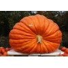 The Green Grove Garden 25+ Big Max Pumpkin Seeds -