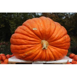 The Green Grove Garden 25+ Big Max Pumpkin Seeds - GIANT - PRIZE WINNING - NON GMO - FRESH --- HEIRLOOM