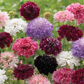 FUN AND GROW SEEDS: Seeds Pincushion Flower Mix Scabiosa Annual Flowers