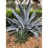 Super Blue Agave Americana, Century Plant - Size: 6in Pot,