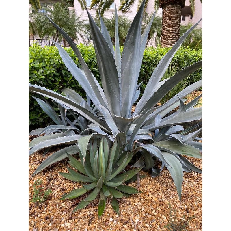 Super Blue Agave Americana, Century Plant - Size: 6in Pot,
