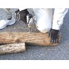 Diaty Hexagonal Shaft Shiitake Mushroom Bit Standard 8.5mm No. 9000-85