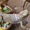 CUSOZWO Bearded Dragon Harness and Leash Set - Cute Lizard