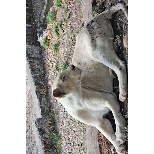 White Lion ... Well, Lioness Journal: 150 page lined notebook/diary