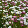 Outsidepride Helipterum Mix - 1000 Seeds
