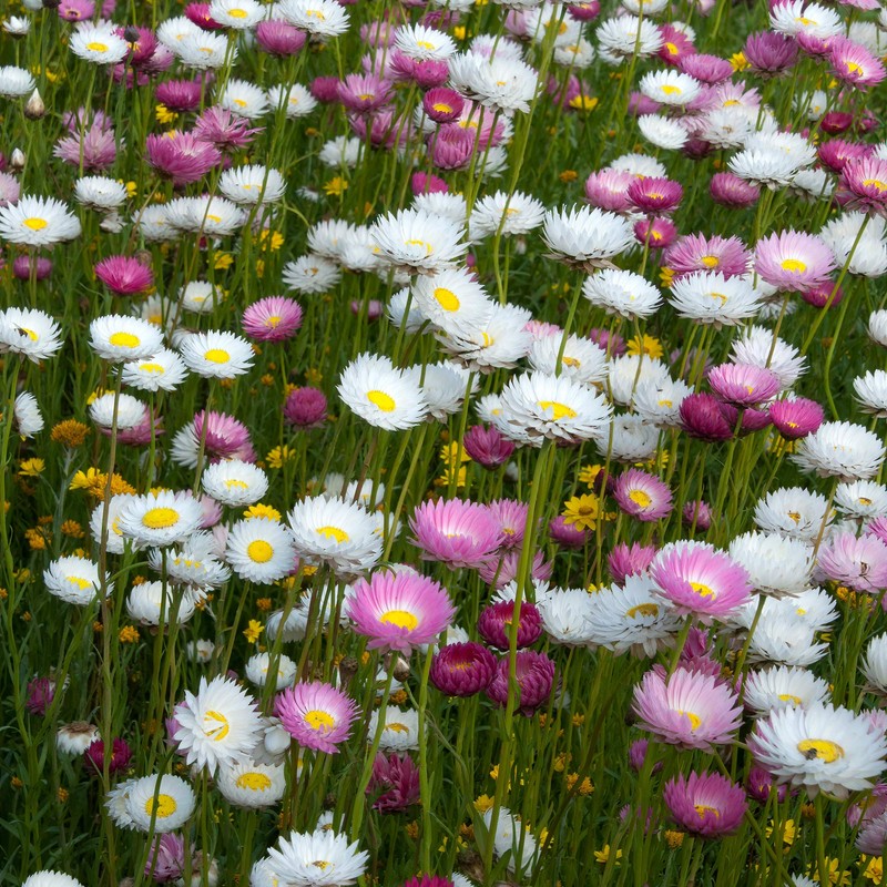 Outsidepride Helipterum Mix - 1000 Seeds