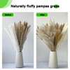 50PCS Natural Dried Pampas Grass Contains Bunny Tails Dried Flowers,
