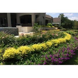 Sunshine Dwarf Ligustrum - Live Plant - Full Gallon Pot