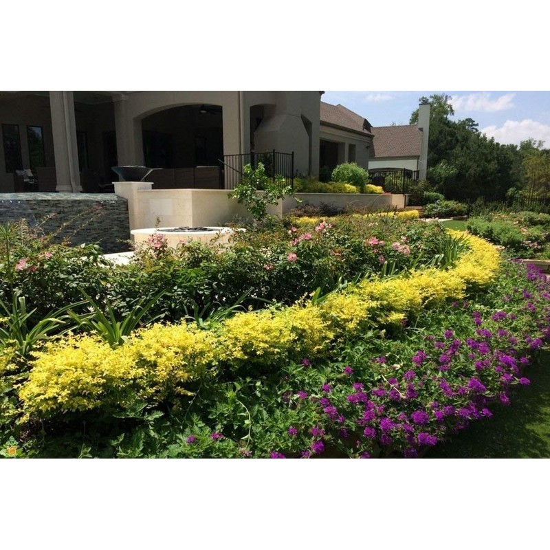 Sunshine Dwarf Ligustrum - Live Plant - Full Gallon Pot