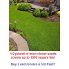 Link Micro clover seeds - 1/2 pound - covers up